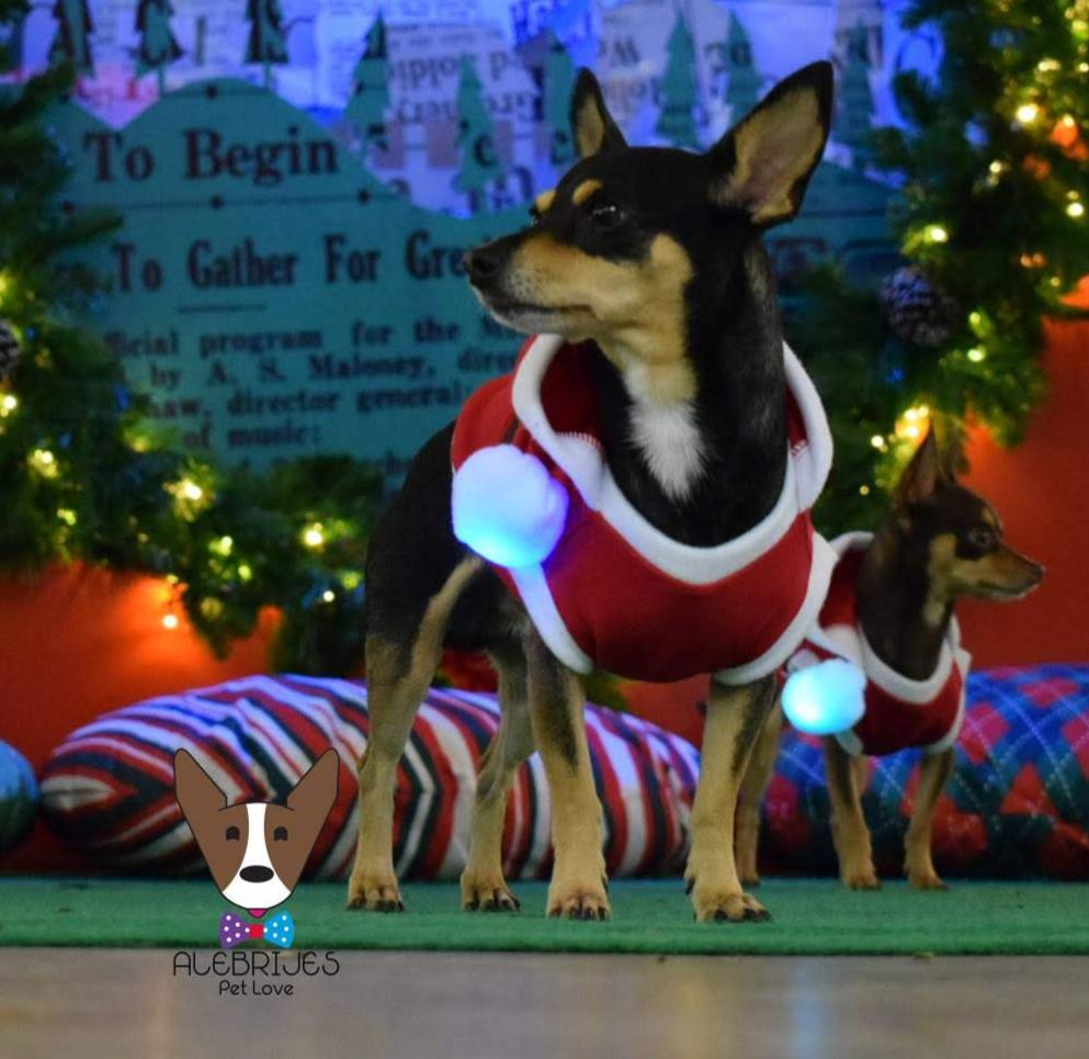 Pet Designer Santa Claus Holiday Christmas Noel Sleeveless Shirt for Dogs and Cats